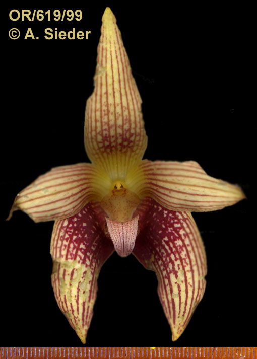 Bulbophyllum facetum (OR619/99)
