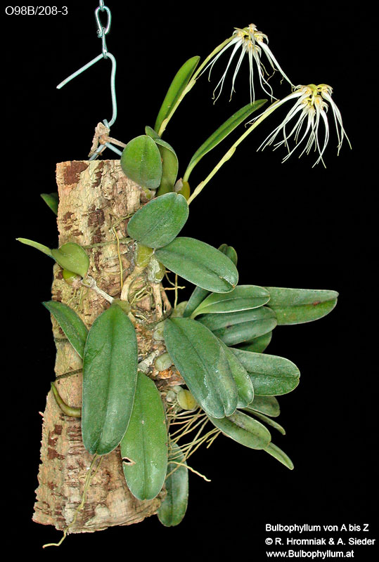 Bulbophyllum surigaense