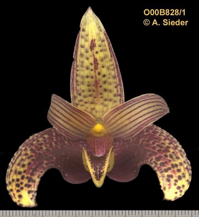 Bulbophyllum sumatranum (O00B/828-1)