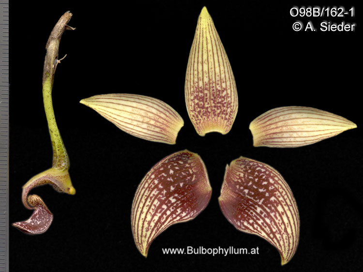 Bulbophyllum facetum (O98B/162-1)