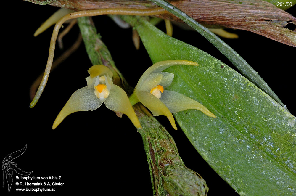 Bulbophyllum flavidiflorum