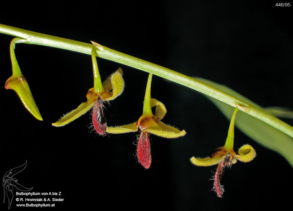 Bulbophyllum nigrescens