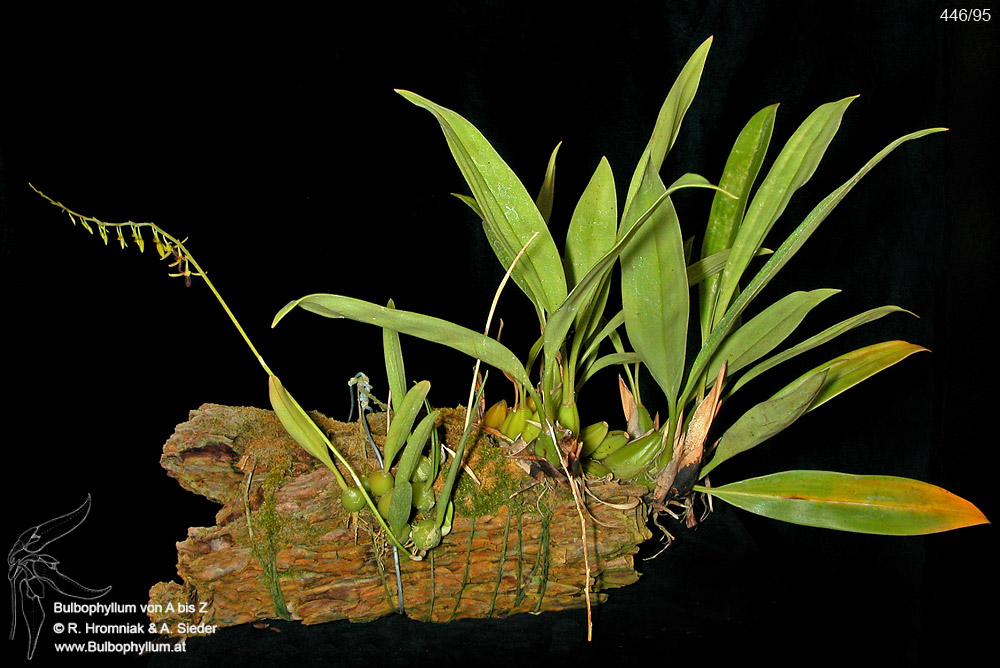 Bulbophyllum nigrescens