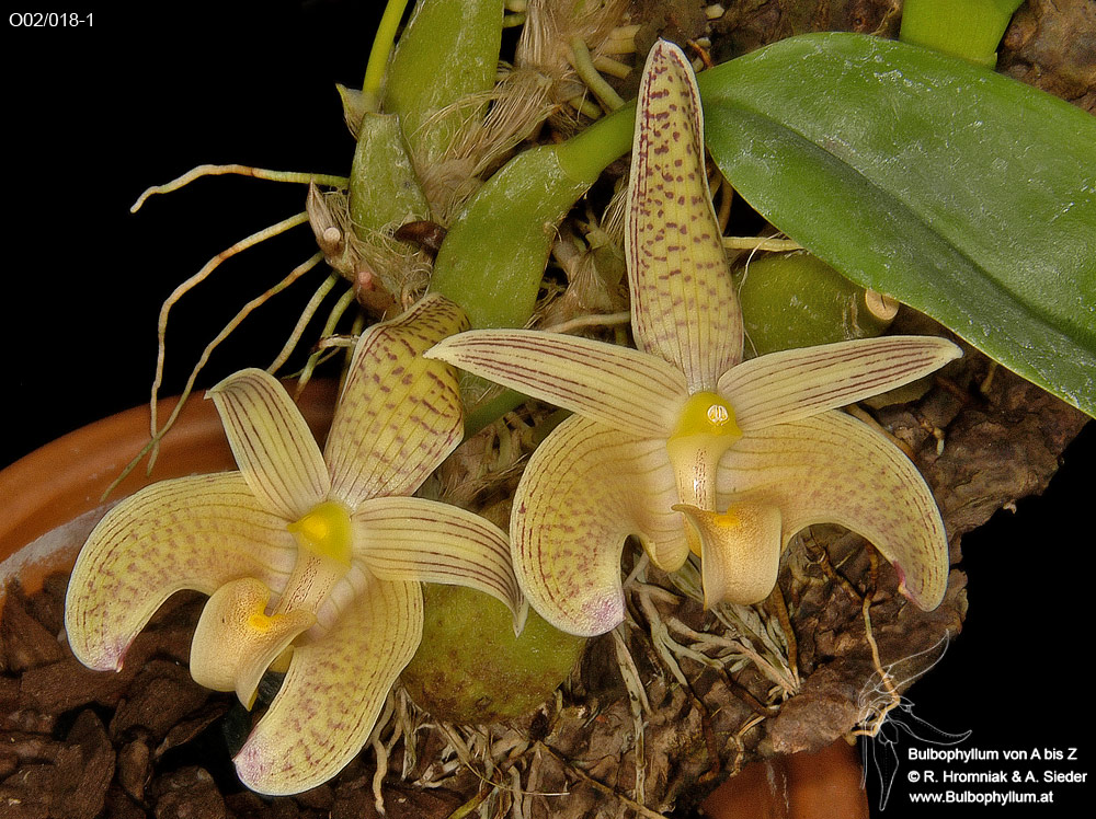 Bulbophyllum palawanense