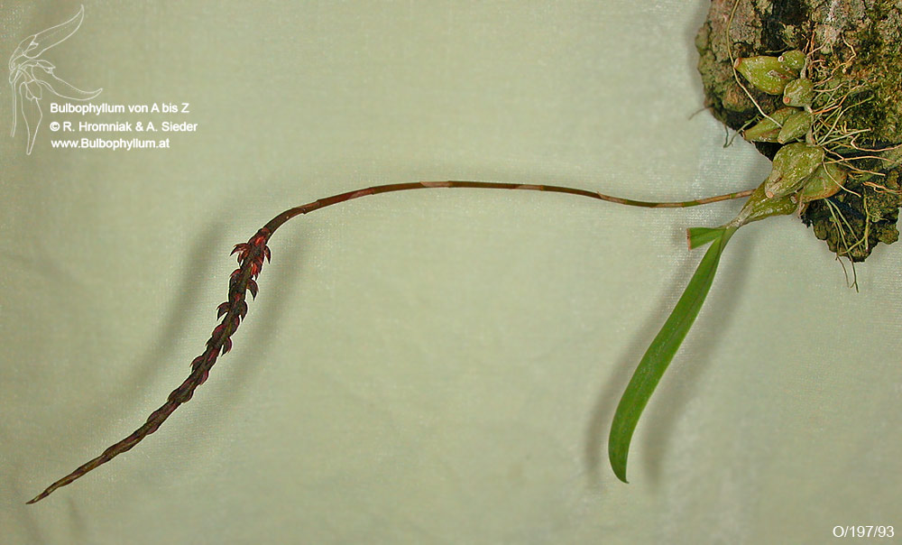 Bulbophyllum cirrhosum