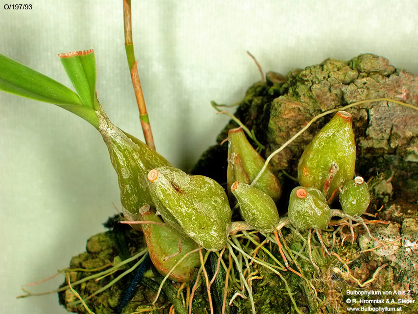Bulbophyllum cirrhosum