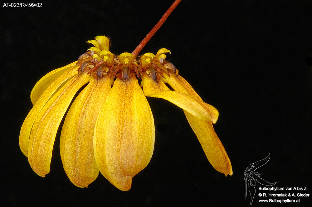 Bulbophyllum mastersianum