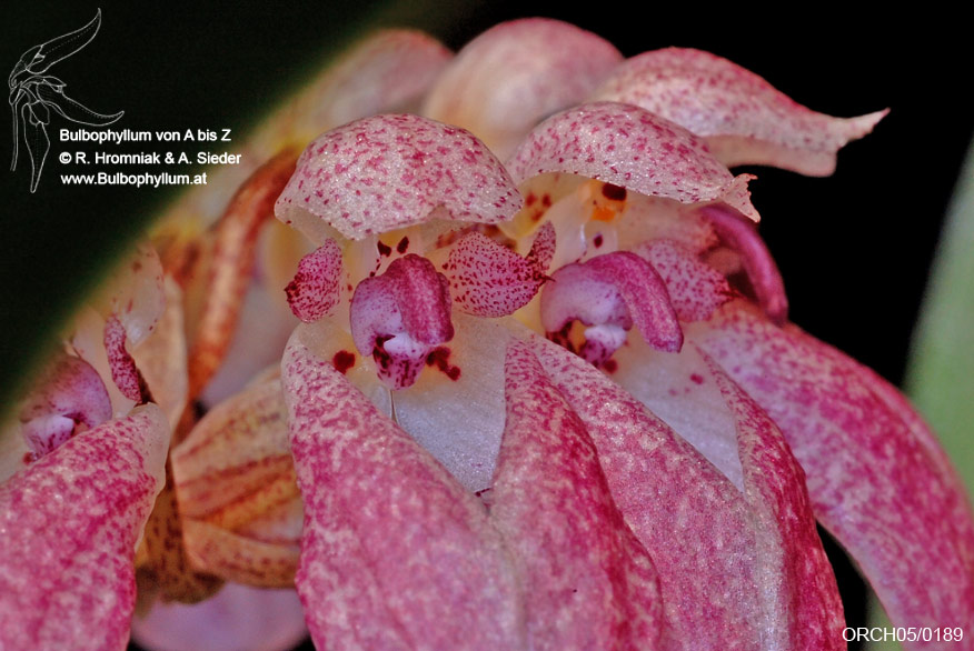 Bulbophyllum ORCH05/0189