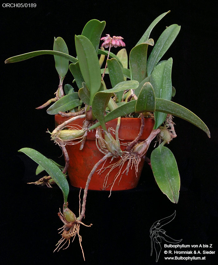 Bulbophyllum ORCH05/0189