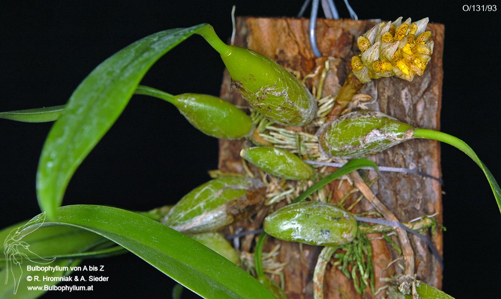 Bulbophyllum allenkerrii