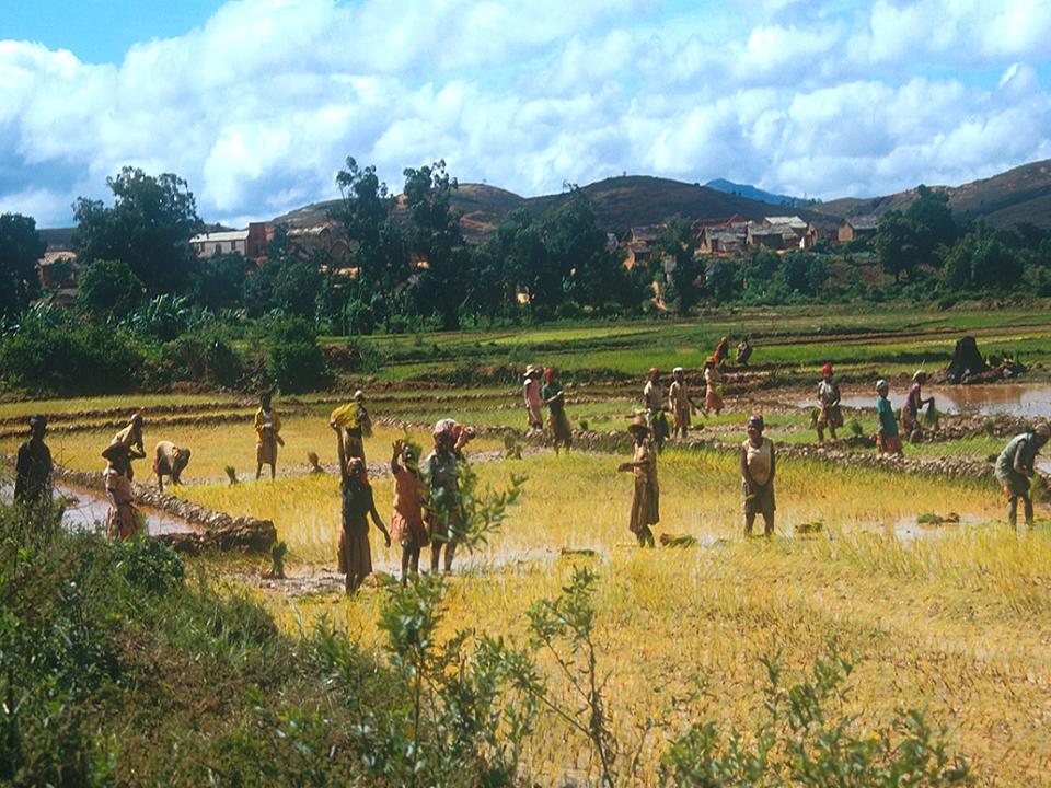Madagaskar Projekt 2000 (041)