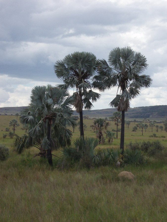 Madagaskar Projekt 2006 (552)