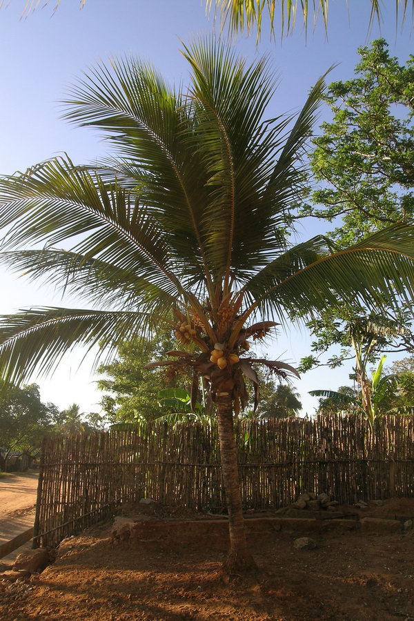 Madagaskar Projekt 2004 (045)