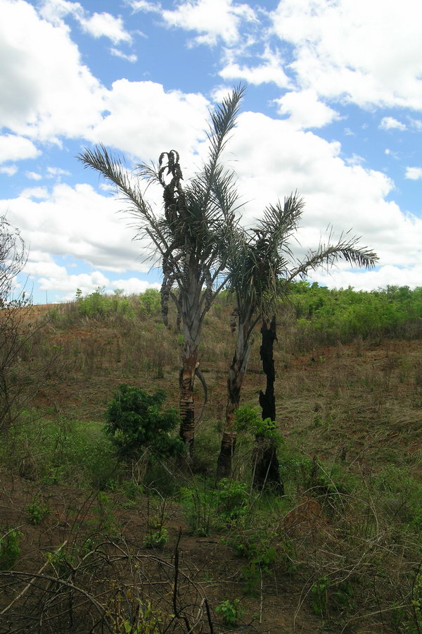 Madagaskar Projekt 2004 (058)