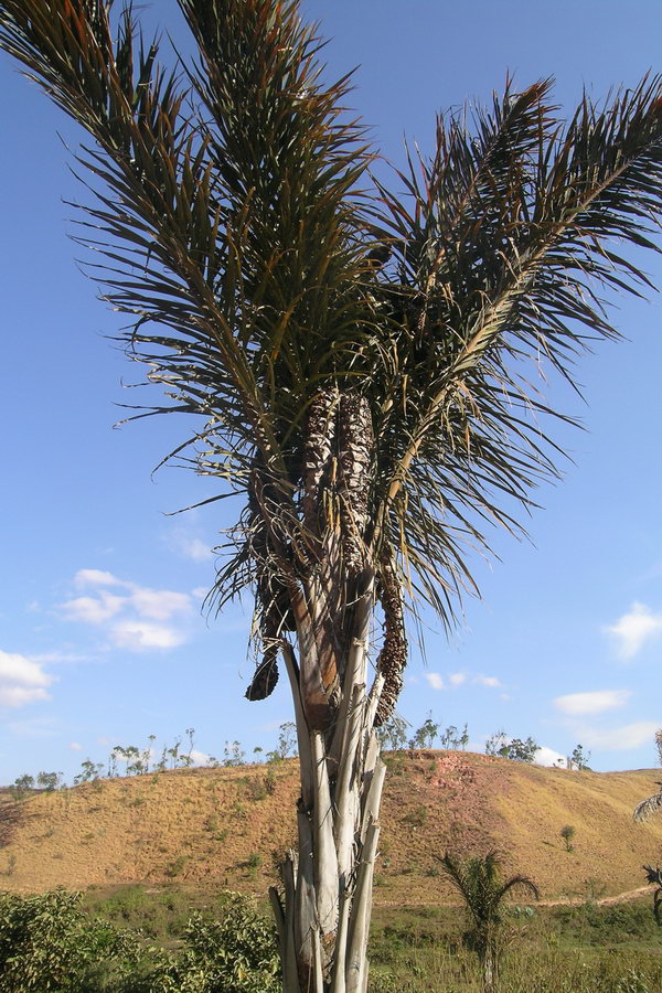 Madagaskar Projekt 2004 (090)