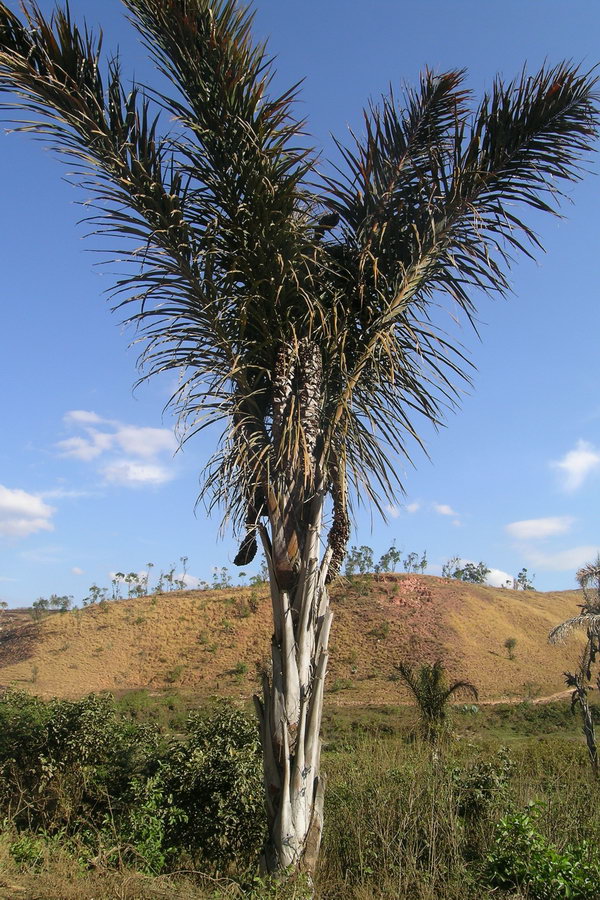 Madagaskar Projekt 2004 (091)