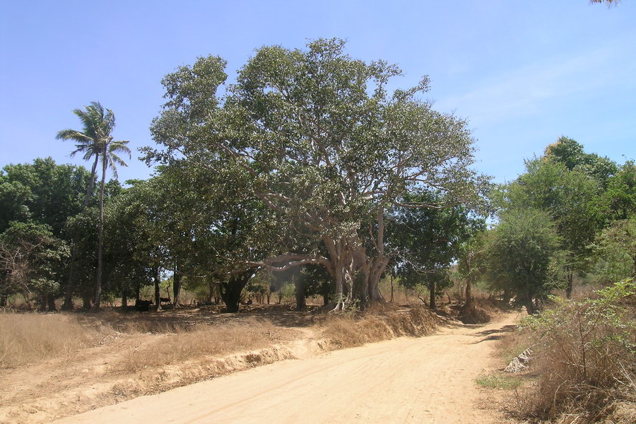 Madagaskar Projekt 2004 (134)
