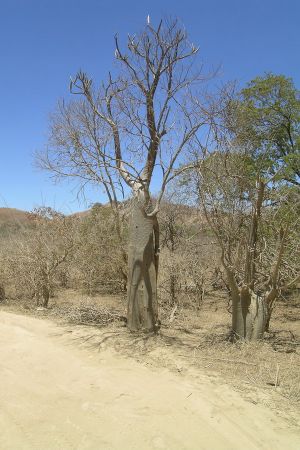 Madagaskar Projekt 2004 (136)