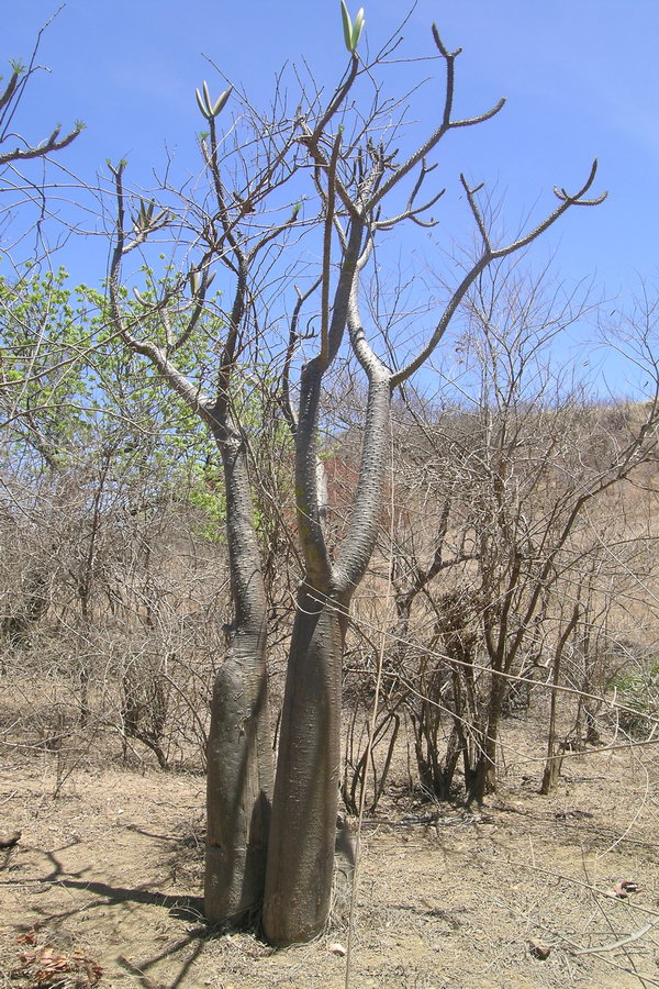 Madagaskar Projekt 2004 (140)