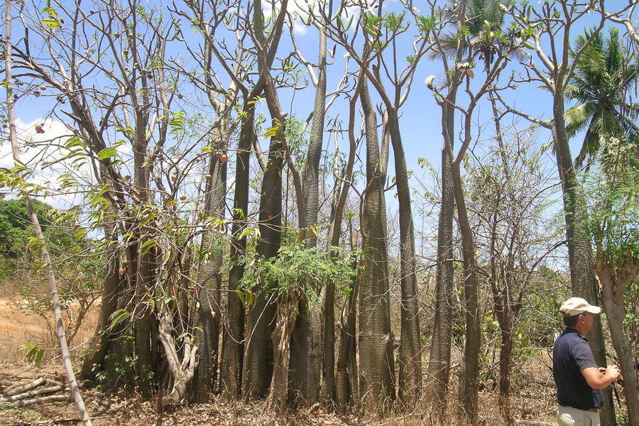 Madagaskar Projekt 2004 (148)