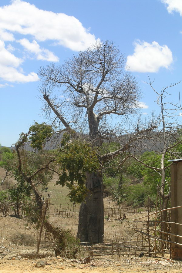 Madagaskar Projekt 2004 (150)
