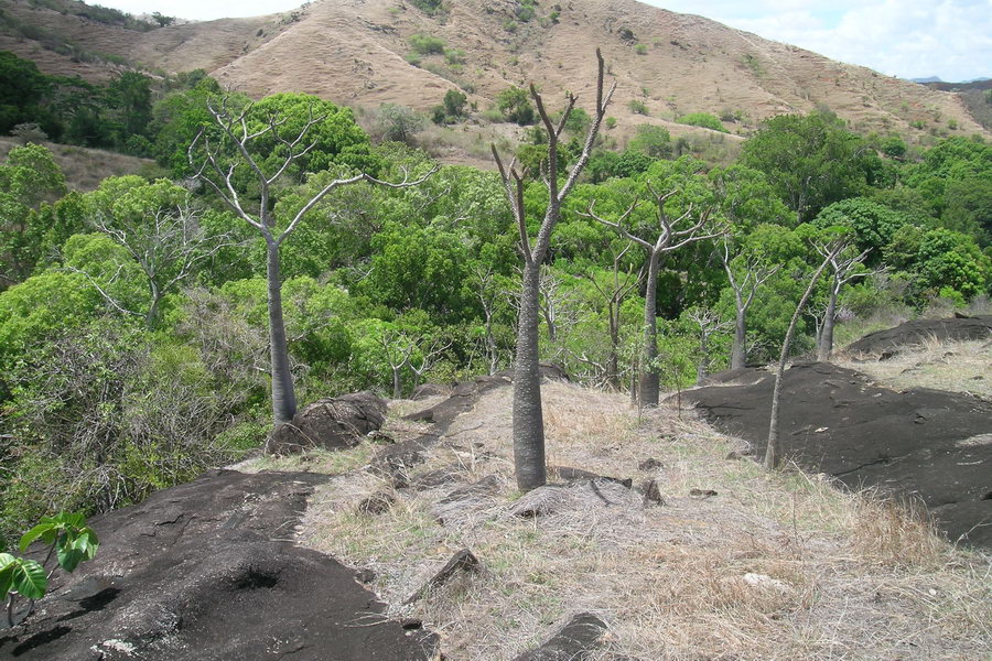 Madagaskar Projekt 2004 (179)