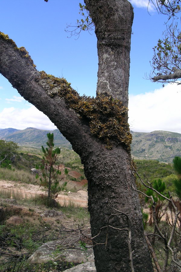 Madagaskar Projekt 2004 (264)