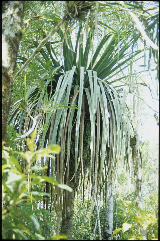 Madagaskar Projekt 2002 (025)