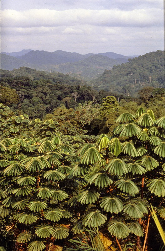 Congo 1996 (016)