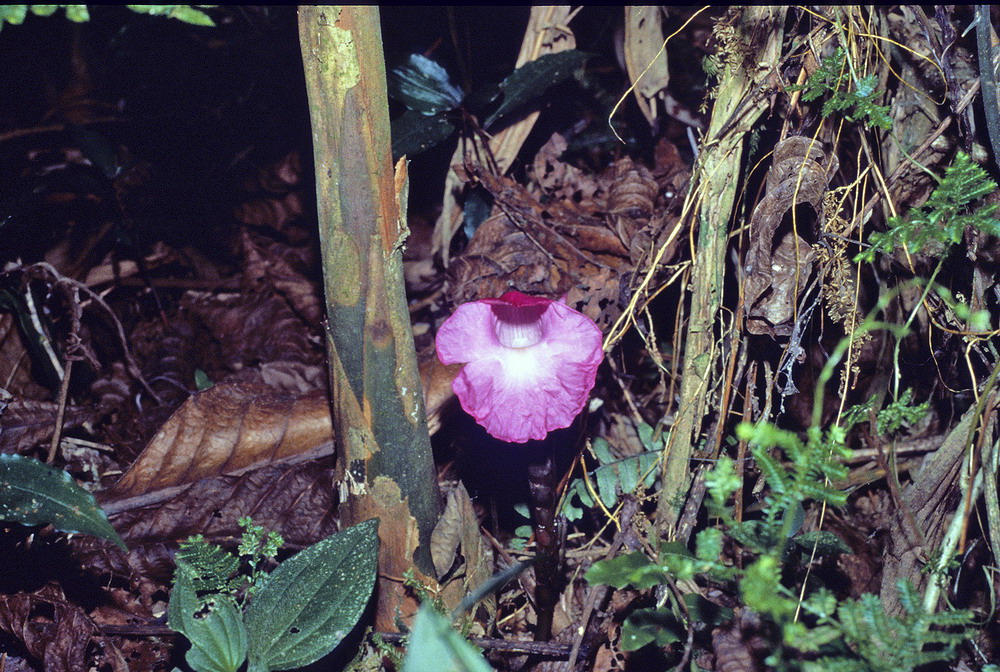 Congo 1996 (021)