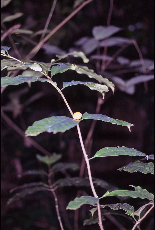 Congo 1996 (033)