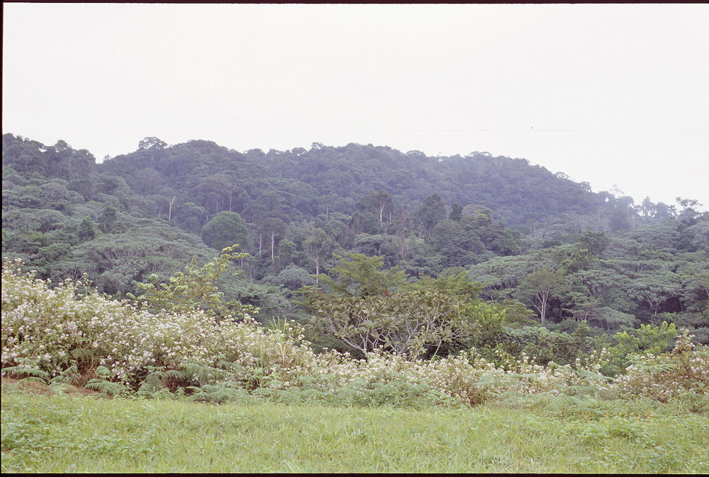 Congo 1996 (035)