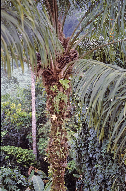 Congo 1996 (049)