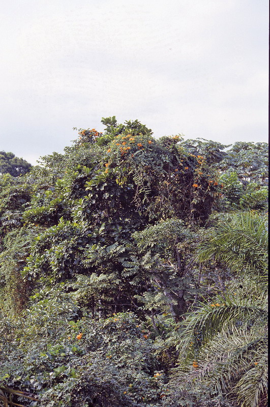 Congo 1996 (094)