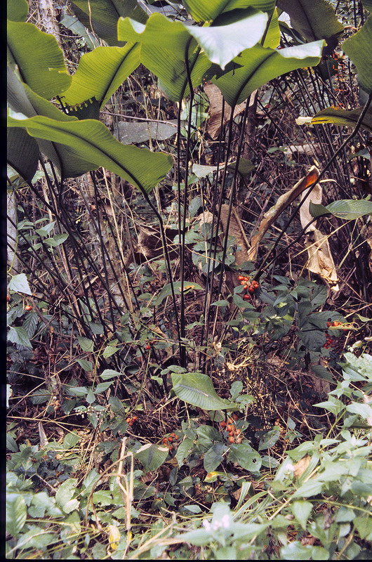 Congo 1996 (131)