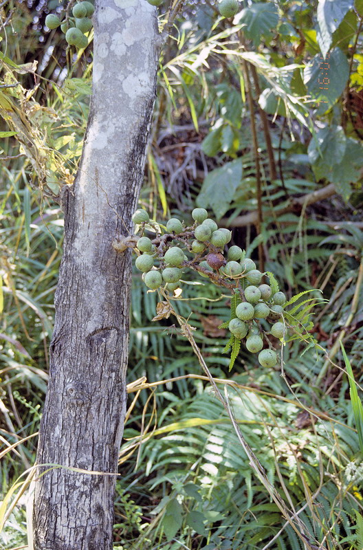 Congo 1996 (163)