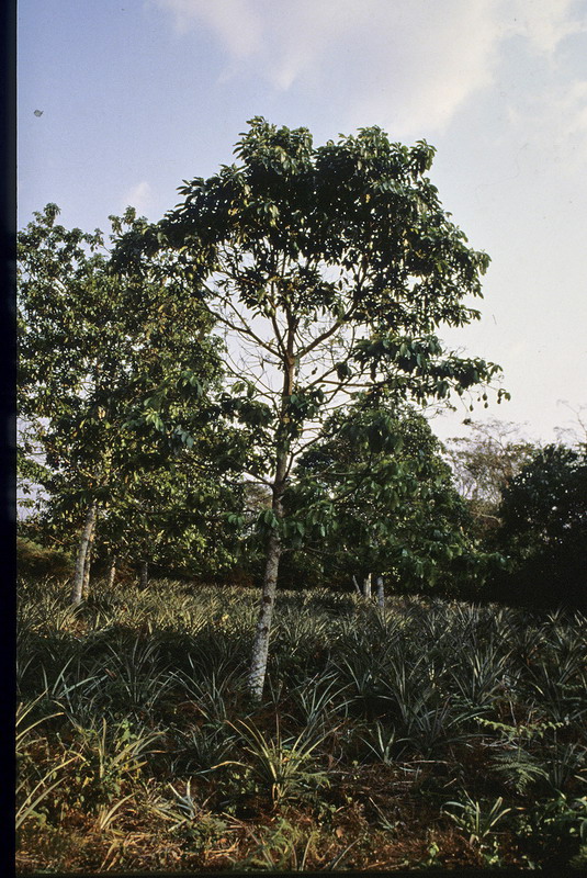 Congo 1996 (194)