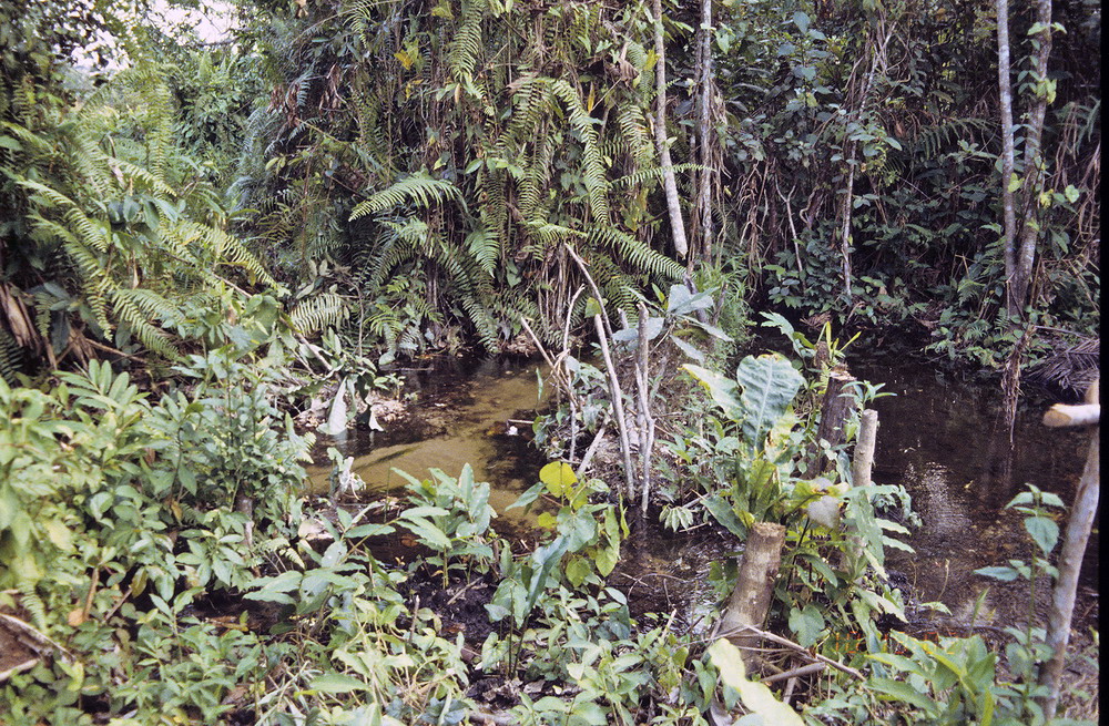 Congo 1996 (199)