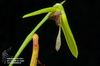 Bulbophyllum weberbauerianum2