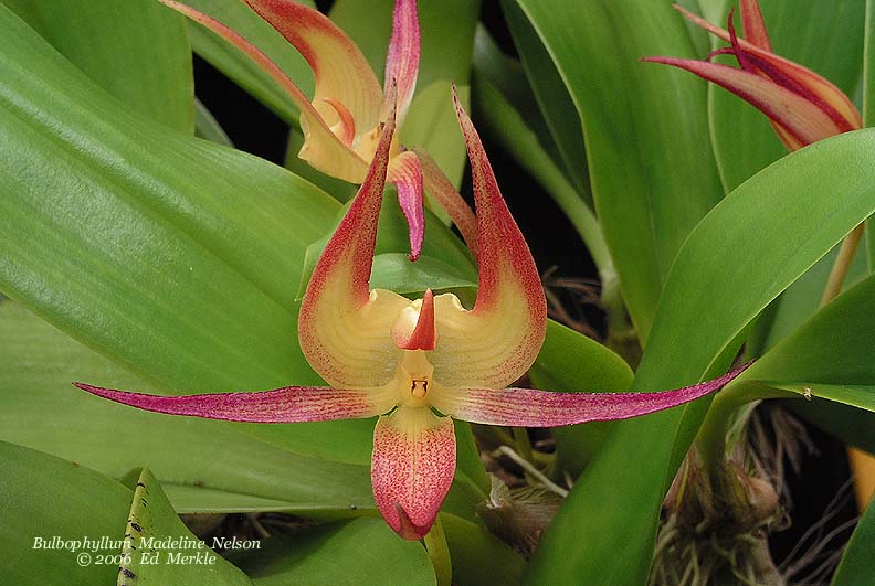 Bulbophyllum Madeline Nelson