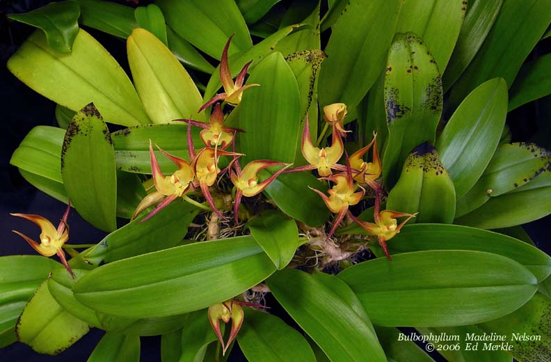 Bulbophyllum Madeline Nelson