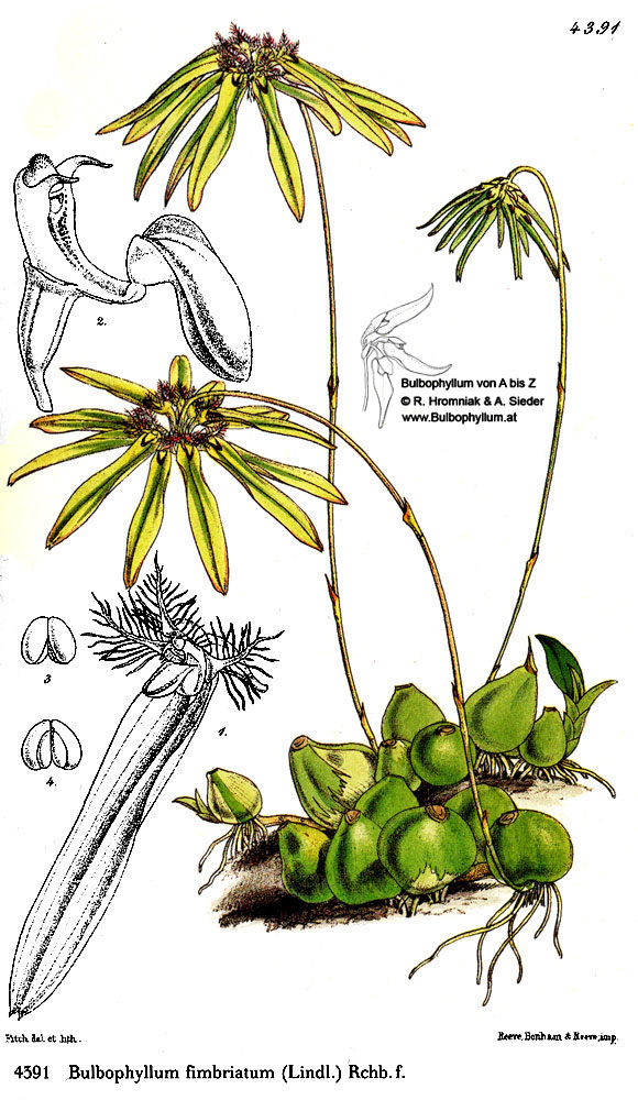 Bulbophyllum fimbriatum