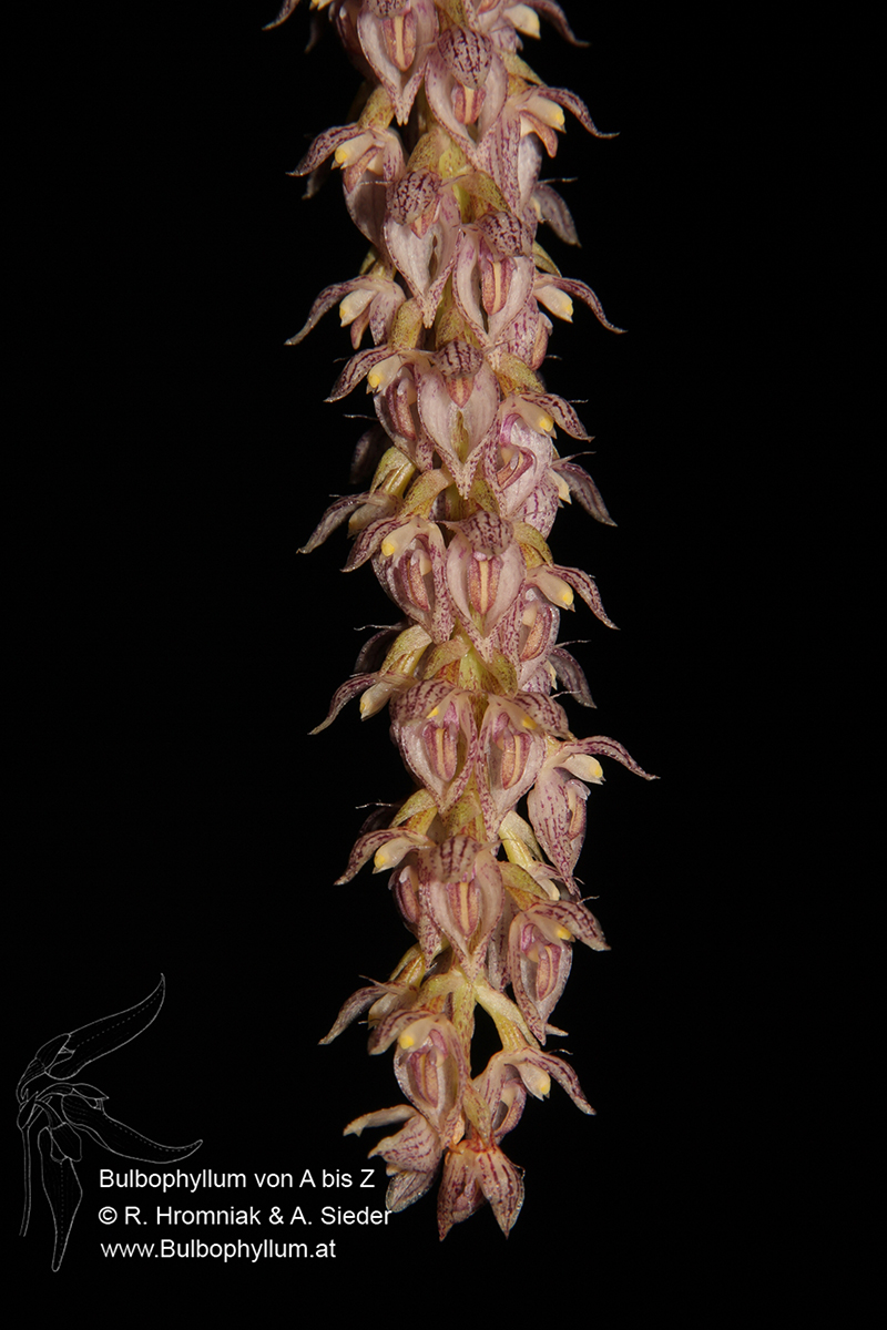 Bulbophyllum liliacinum