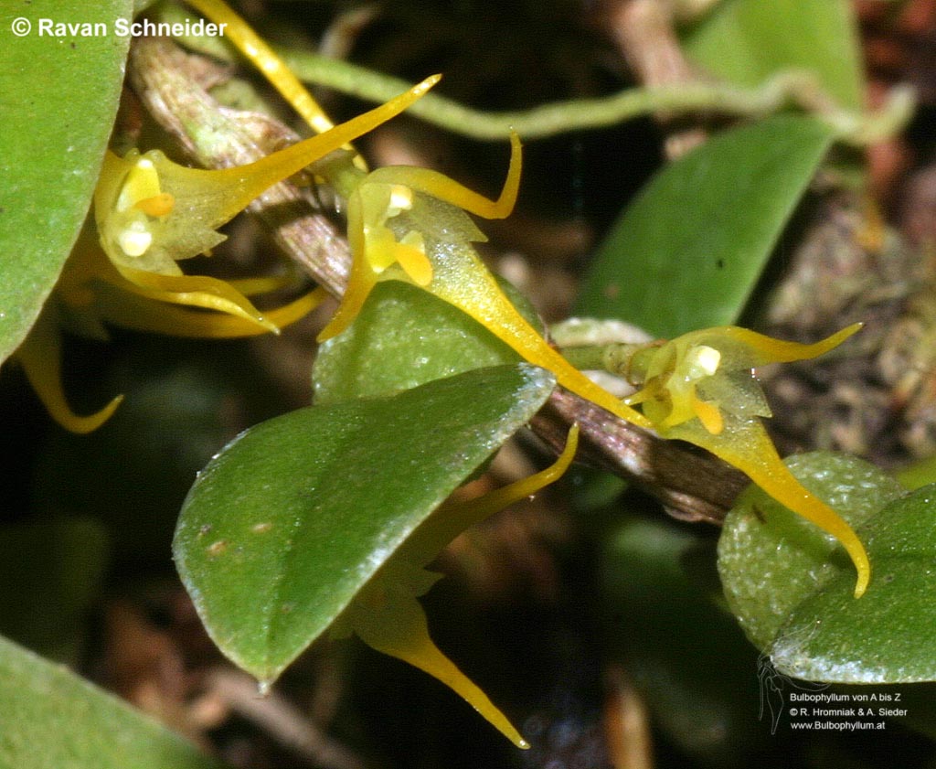 Bulbophyllum alagense (04)