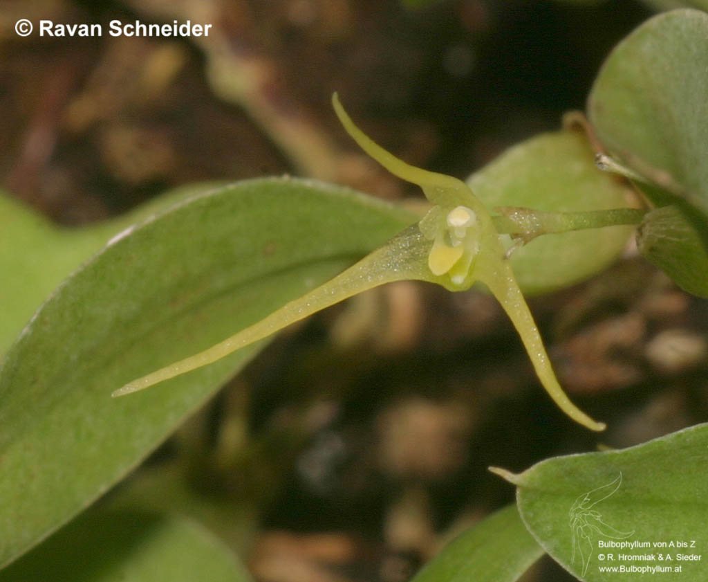 Bulbophyllum alagense (09)