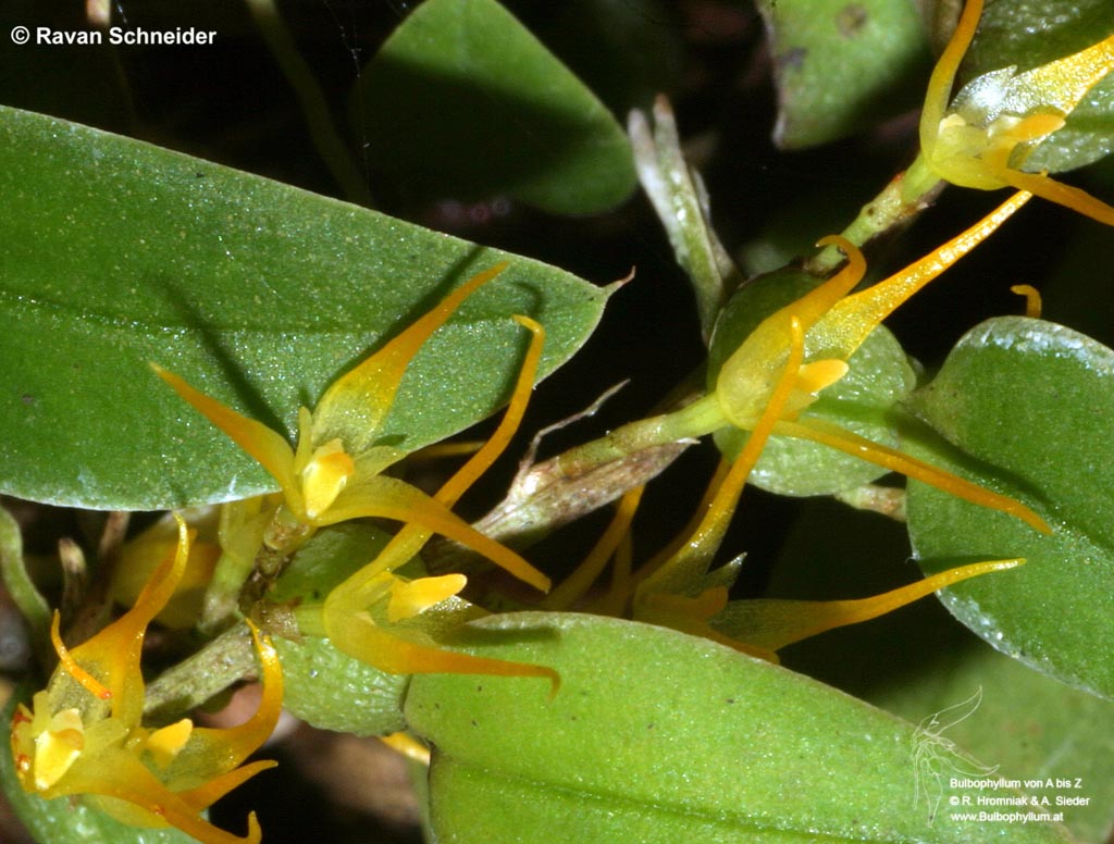 Bulbophyllum alagense (10)
