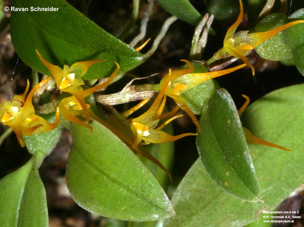 Bulbophyllum alagense (11)