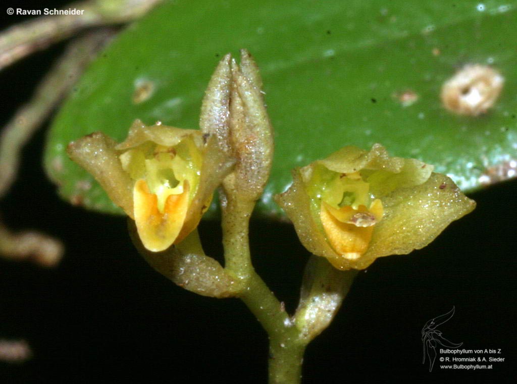 Bulbophyllum calophyllum