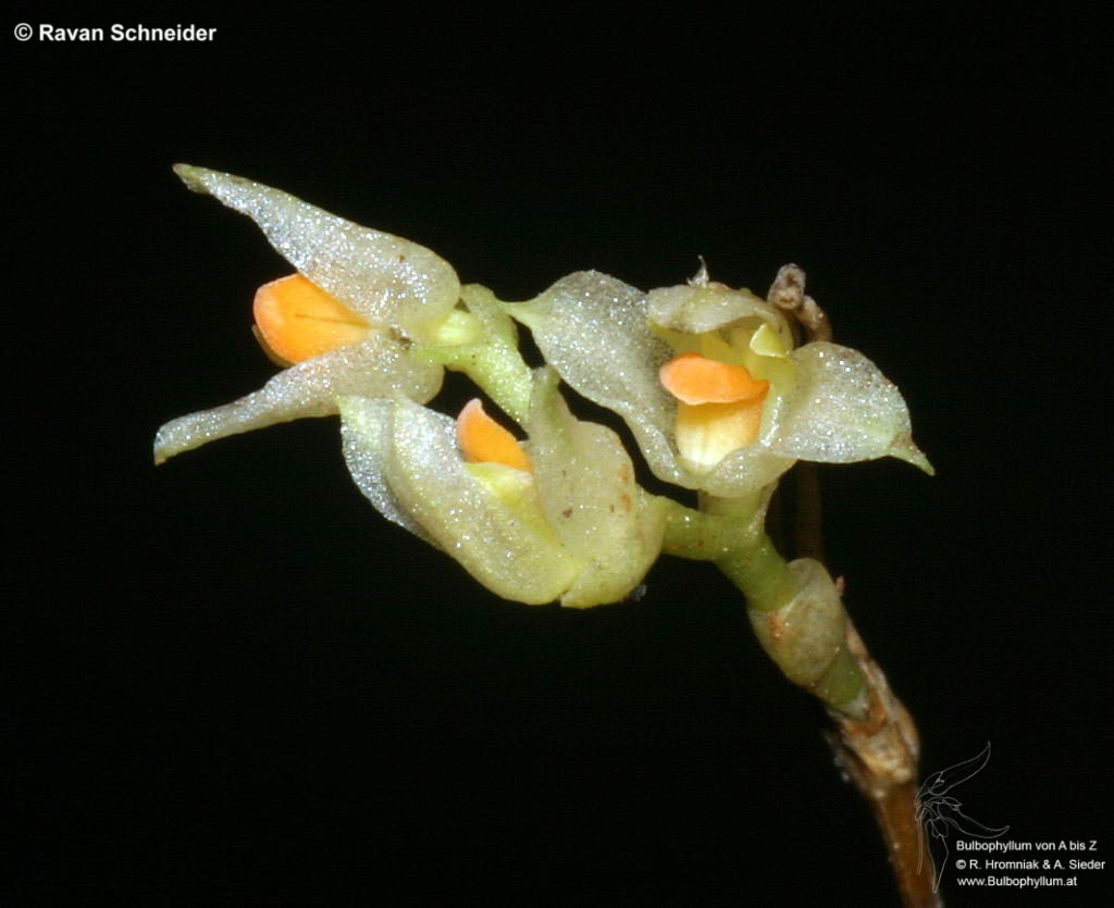 Bulbophyllum curranii 4