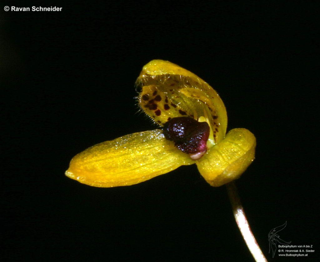Bulbophyllum fennixii